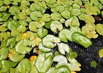 Türkiye’nin en büyük nilüfer tarlasında masalsı yolcuk başladı! İşte o eşsiz manzara