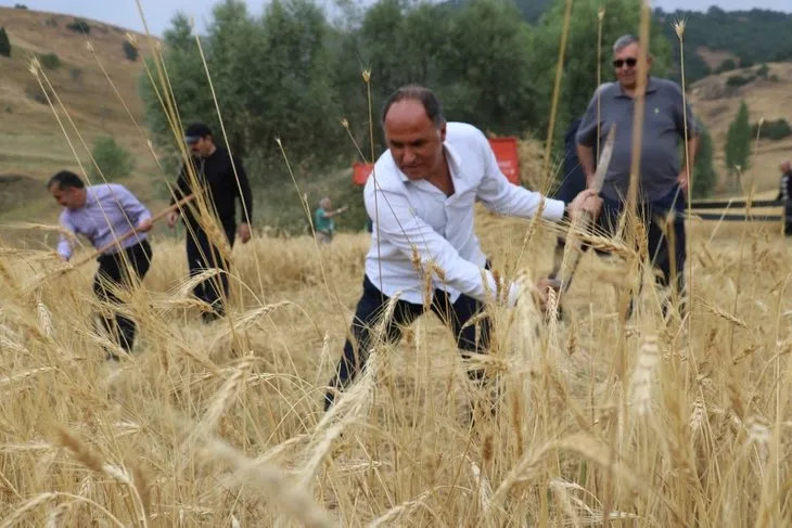 Sivas’ta 2 bin yıllık ata tohumu hasadı gerçekleşti
