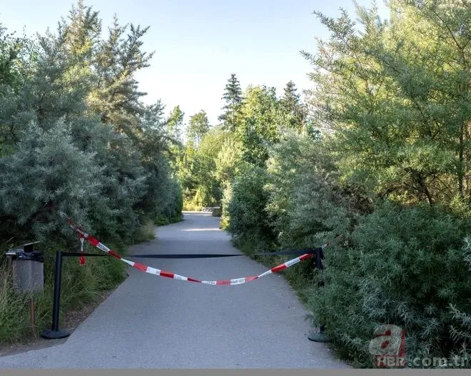 Şehirde maymun istilası! Birbirlerine saldırdılar 9