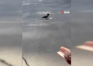 Video çekmek isterken parasını kaptırdı: Bu kadar akıllısını ilk defa gördük