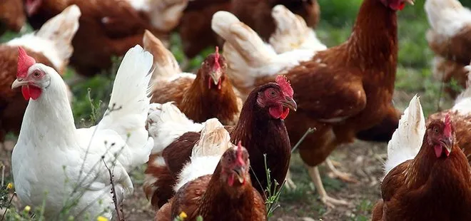 Fransa açık hava tavuk yumurtacılığına geçiyor