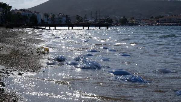 1699882789843.jpg Turizmi ve balıkçılığı olumsuz etkiledi! Foça'da denizanası istilası - 3