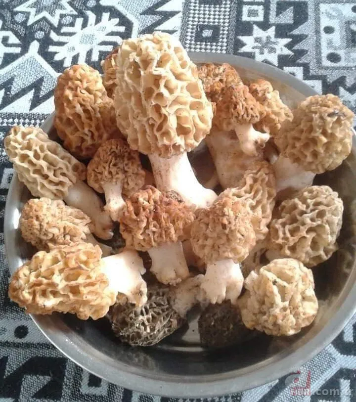 Bayram tatilini fırsat bilip ormana akın ettiler! Kilosu 500 liradan alıcı buluyor 21