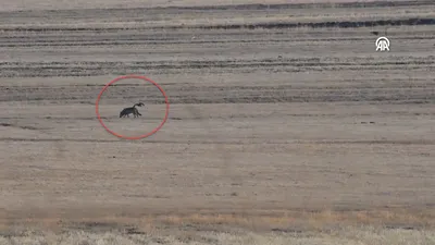 Kırsalda kurt ve vaşak görüntülendi