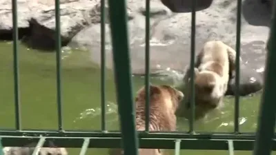 Gaziantep’te hayvanlara yaz bakımı