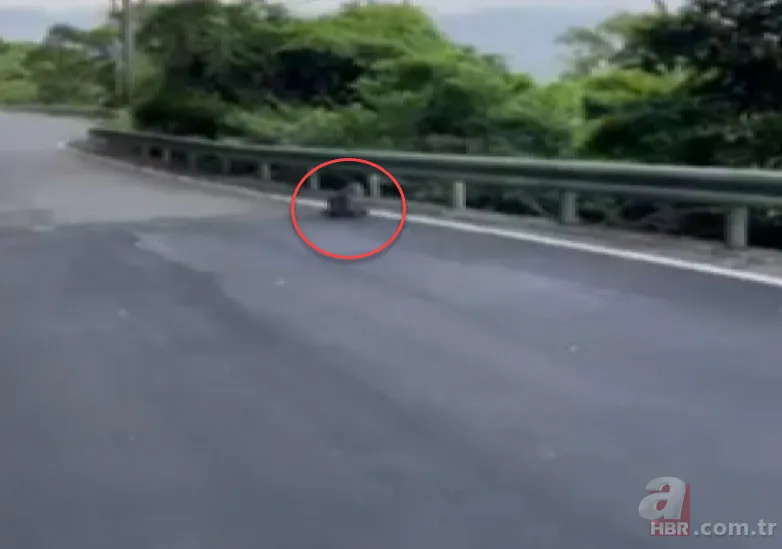 Maymun böyle kaçırdı! Halk seferber oldu 1