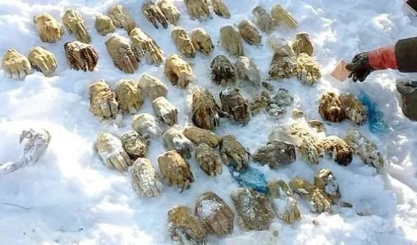 Rusya'da bulunan kesik ellerin sırrı çözüldü - 1