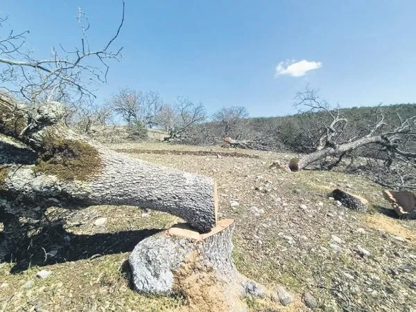 İşte CHP’nin Akbelen’de kopardığı yangının perde arkası! Bilinen oyun yine sahnede