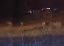 Kars’ta tilki ile 2 kedinin oyunu kamerada