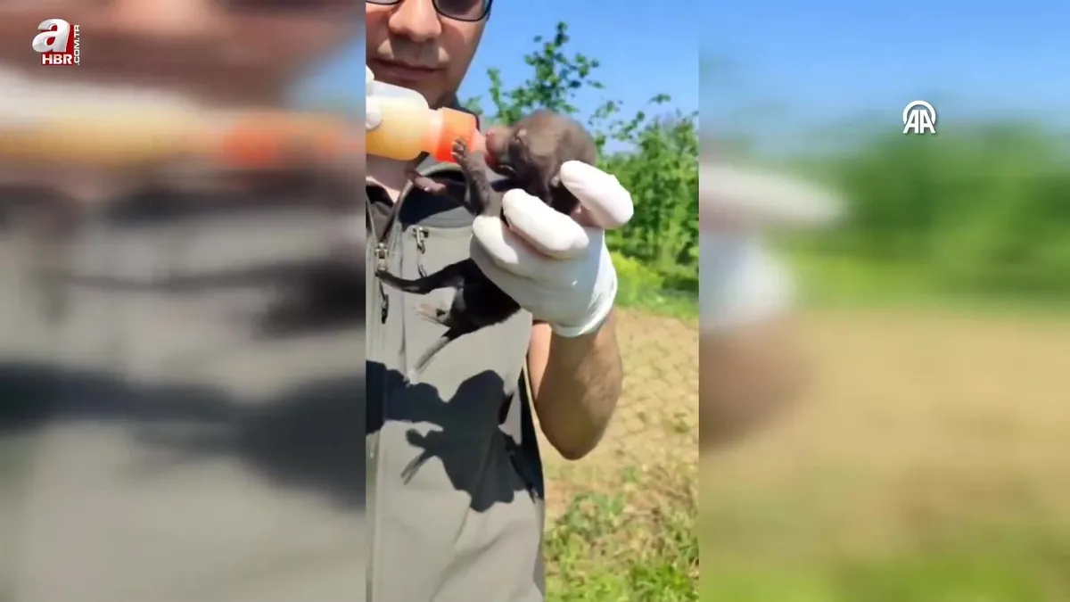 Düzce'de bulunan 9 tilki yavrusu kontrollerin ardından doğaya bırakıldı