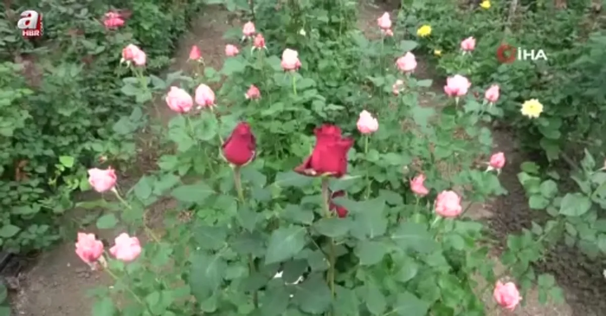 İthal gül yerli gülün fiyatını düşürdü