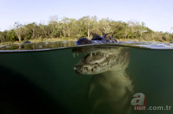 Yüzlerce insanı öldüren katil! Hava karardığında... 3