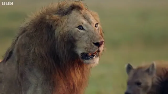 Sırtlanların arasında tek başına kalan aslanın mucize kurtuluşu! Son anda öyle şeyler oldu ki...