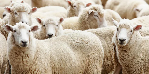 Kurban Bayramı ne zaman, hangi ay? 2021 Kurban Bayramı tatili kaç gün olacak? Diyanet dini günler takvimi...