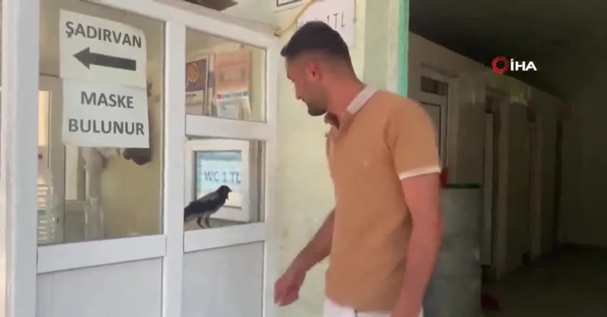 Gören şaştı kaldı! Kasiyer karga para almadan bırakmıyor