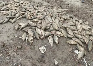 İBB'nin doğa katliamı kamerada: Binlerce balık çamur içinde can çekişiyor