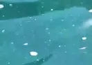 Muğla Fethiyedeki deniz kirliliği vatandaşları isyan ettirdi