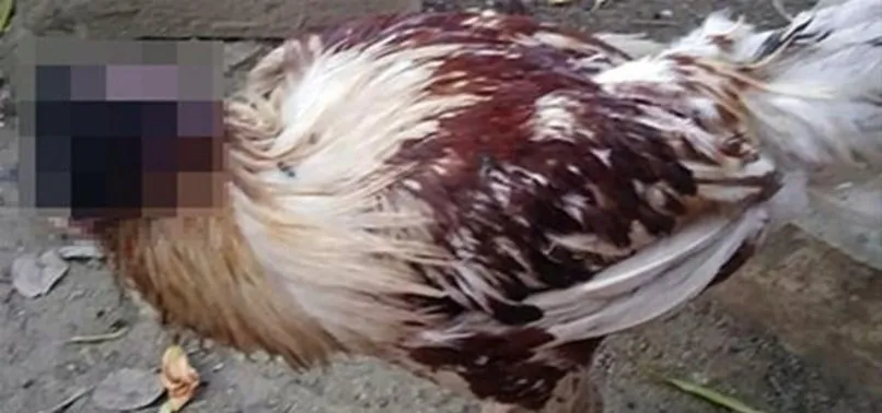 Kafası kopan tavuk 10 gündür yaşıyor!