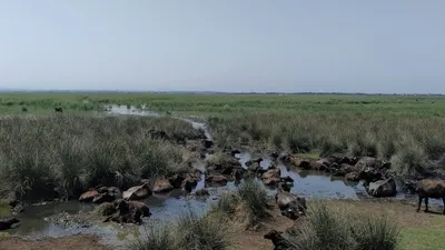 Kızılırmak Deltası Kuş Cenneti