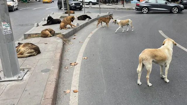 basibos-kopek-sorununa-iliskin-adalet-bakani-yilmaz-tunctan-flas-cikis-insanlara-zarar-veriyorlar-tbmmde-bir-o-1718195808087.jpg Başıboş köpek sorununa ilişkin Adalet Bakanı Yılmaz Tunç'tan flaş çıkış: İnsanlara zarar veriyorlar TBMM'de bir orta yol bulunacak - 1