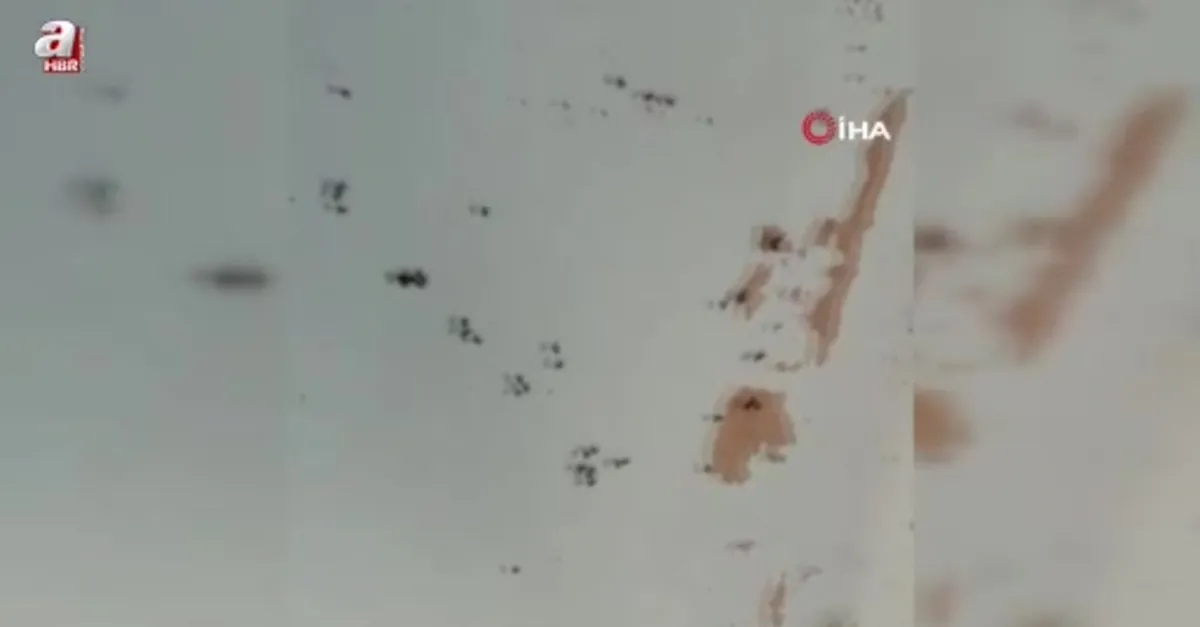 Gönen'de kara sinek istilası