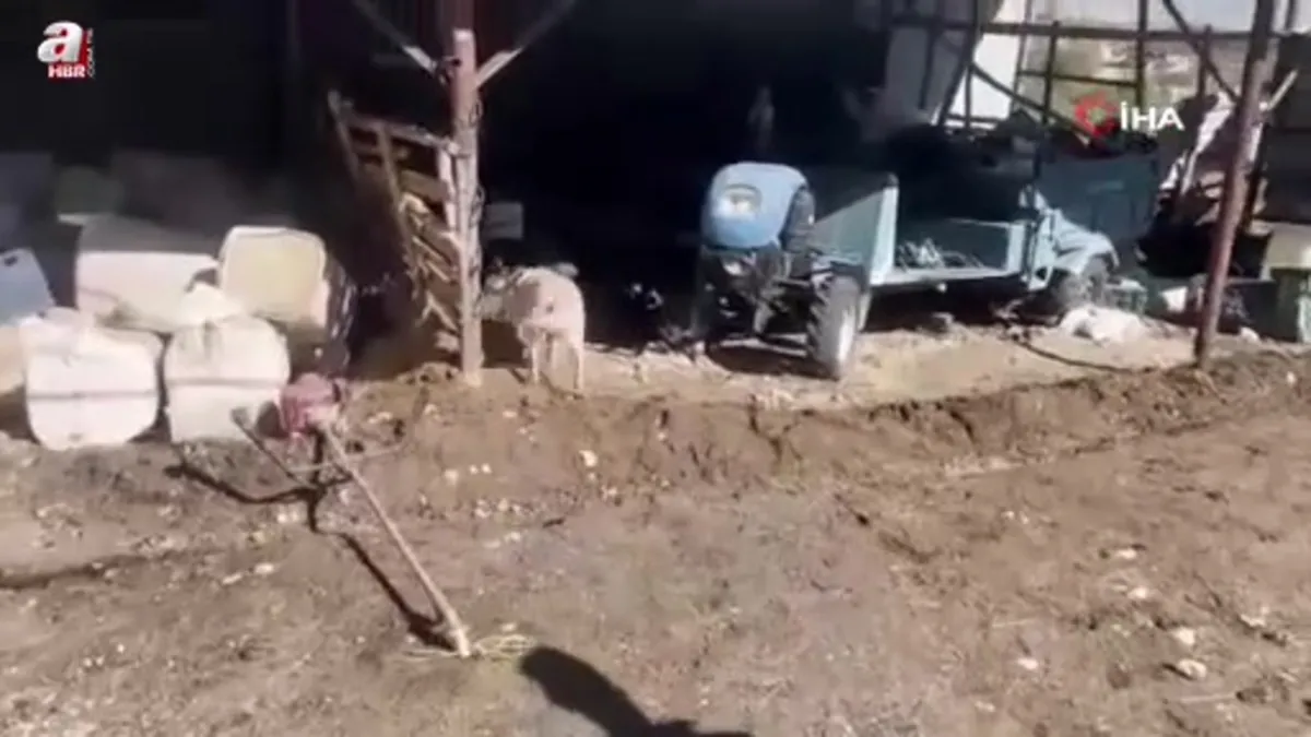 Uyuşturucu satıcılarına şafak operasyonu: Yüzlerce kilo uyuşturucu ve 5 tabanca ele geçirildi