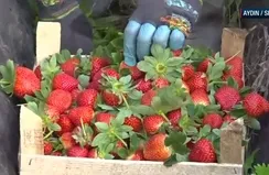 Sultanhisar çileğinde kış hasadı başladı!