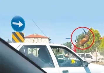 Eskişehir’de şoke eden olay! Yola çıkan atlar...