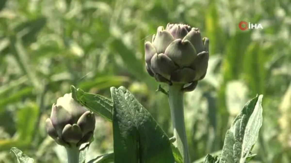 Coğrafi tescilli Hasanağa enginarında rekolte yarıya düştü