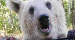 Vatandaşlardan bozayılara yoğun ilgi