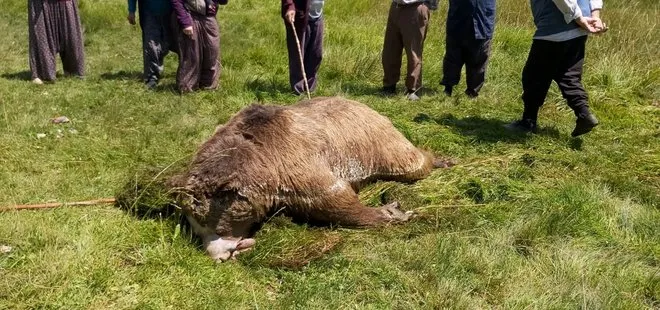 Bolu’da insanlıktan utandıran görüntü! Silahla vurulan boz ayı gölde boğularak öldü
