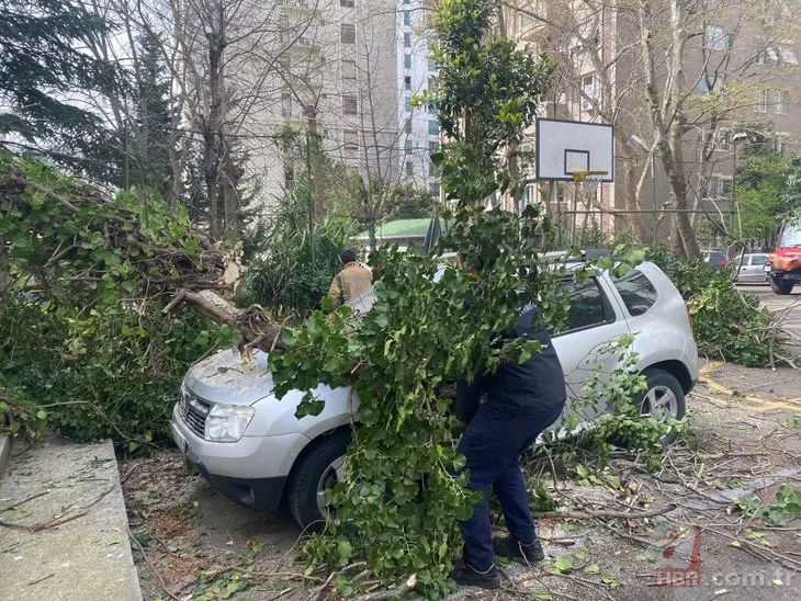 İstanbul Kadıköy'de görenleri şoke eden olay! Dev ağaç otomobillerin üzerine devrildi