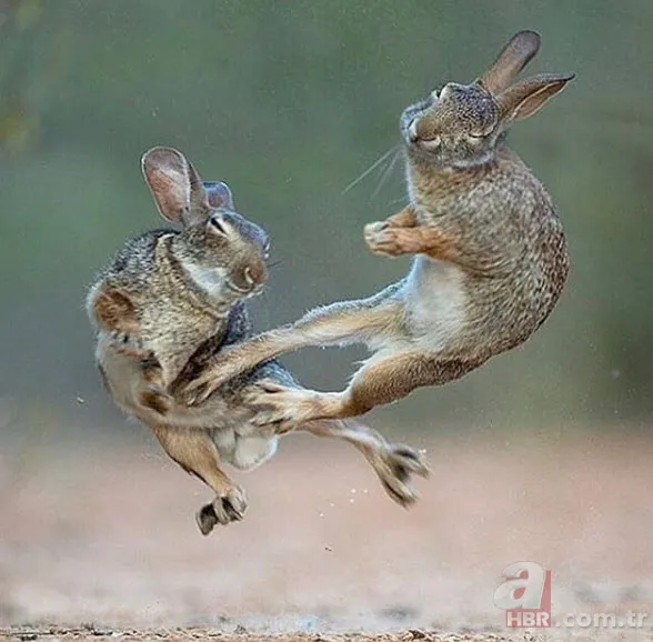 Böylesini daha önce hiç görmediniz 15