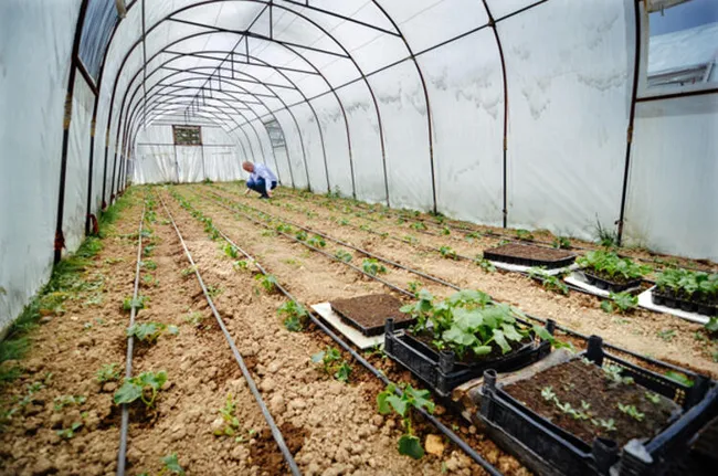 Konya'da salgında hobi amaçlı sera kuran mühendis, şimdi talebe yetişemiyor - 2