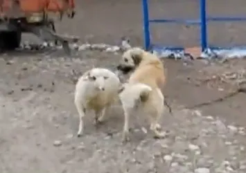 İzleyenleri şaşkına çeviren dostluk!