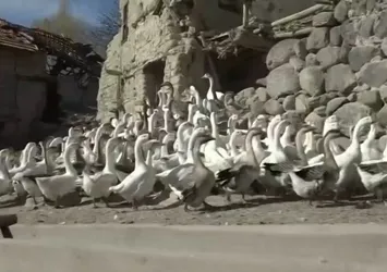 Terkedilen köy kazlara kaldı