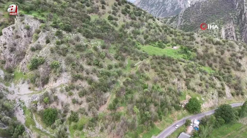 Şırnak’ta ormanlık alanda tırtıl istilası