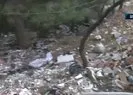 Sanayi atıkları ormanı çöplüğe çevirdi!