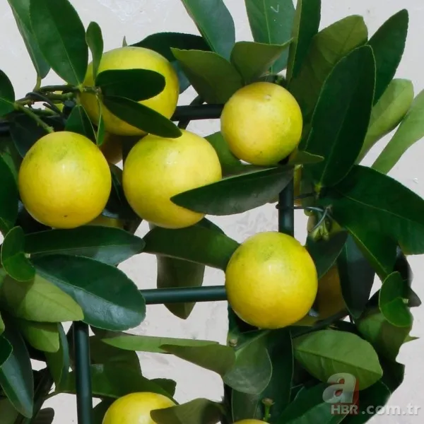 Her sabah aç karnına bu karışımı içerseniz... 9