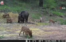 Domuz ve 13 yavrusu fotokapanla görüntülendi