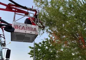 Boynuna maske dolandı! Ölümden döndü