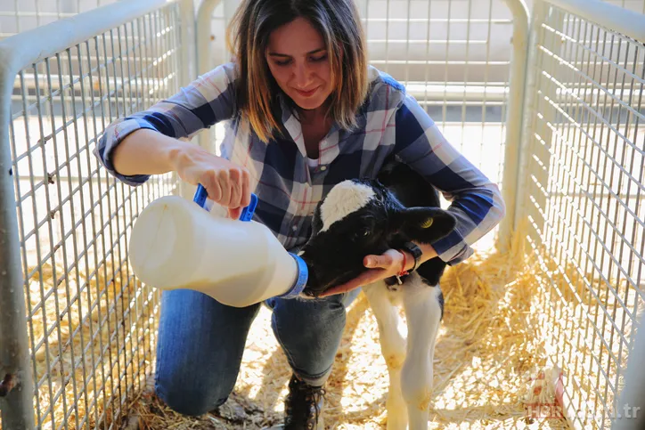 Hesaplara yatıyor! 2019 buzağı desteklemeleri T.C. kimlik numarasının son numarasına göre ne zaman yatacak? 12