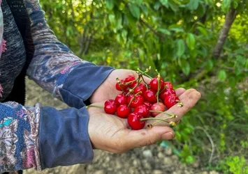 Kuzey yarımkürenin ilk kirazı hasat edildi