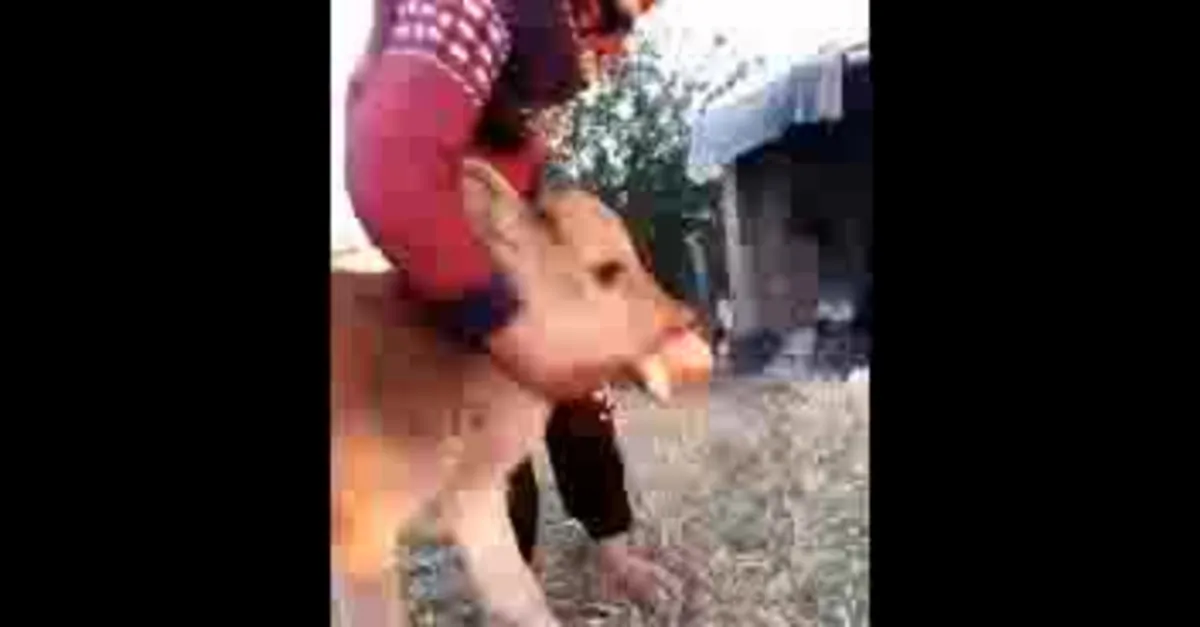 Batman'da anomali rahatsızlığı olan buzağı tedavi edildi! | VİDEO