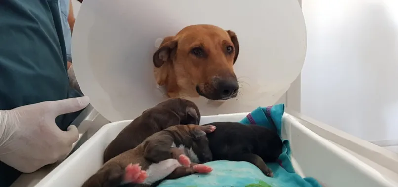 Doğum sancısı tutan köpek hastaneye gitti