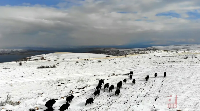 Elazığ'da domuz sürüsü drone ile görüntülendi 4