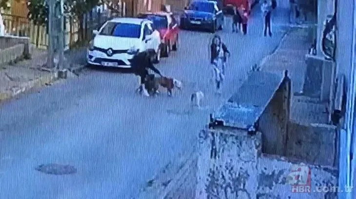 İstanbul’da pitbull vahşeti! Pitbull Ataşehir’de yavruları olan kediyi parçaladı
