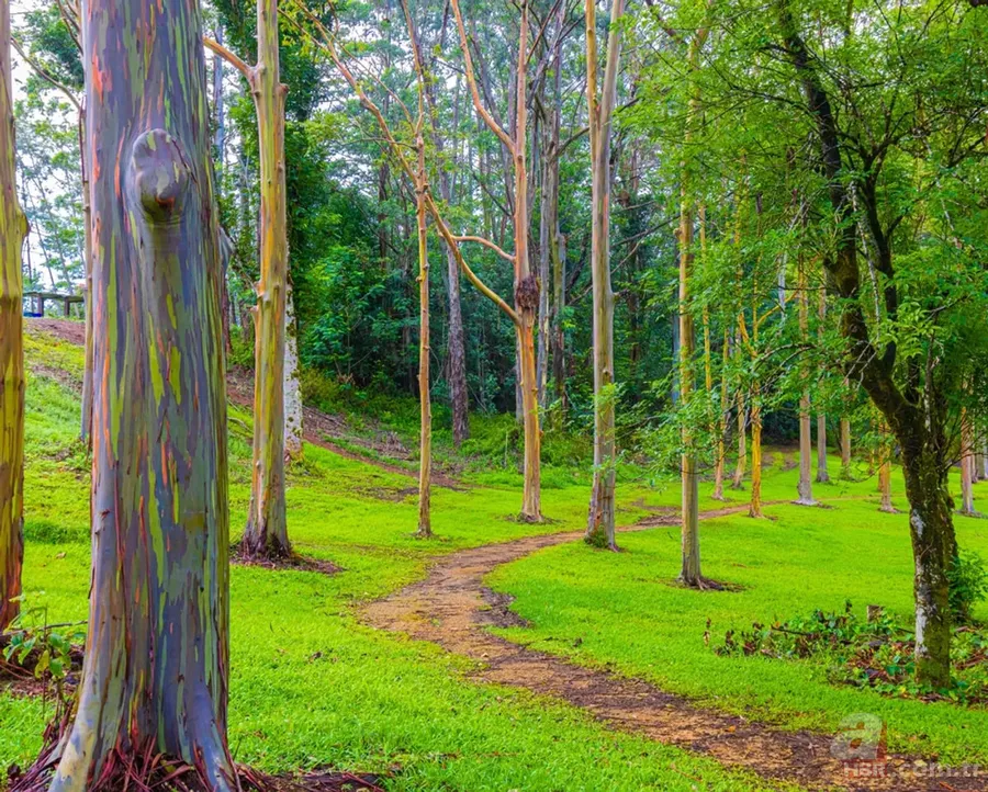 Görenler photoshop sanıyor! Gövdesi gökkuşağı rengi olan ağaç gerçek çıktı 2