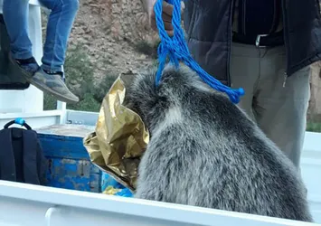 Ayı yavrusu kafasını tenekeye sıkıştırdı