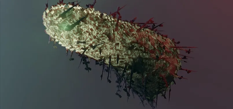 Kuduz olan insan kurtulur mu? Kuduz nedir, nasıl bulaşır, belirtileri neler? Tedavisi mümkün mü?